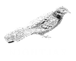 nightjar-top-singles-bar