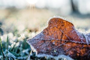 Essential-Winter-Garden-Tips