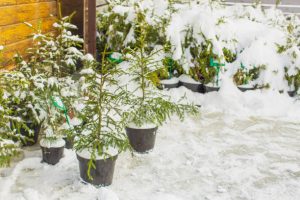 Environmental-Advantages-of-Winter-Garden-Maintenance